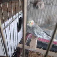 عروس هلندی، با قفس کامل