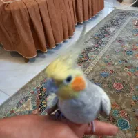 عروس هلندی|پرنده|شاهین‌شهر, گرگاب|دیوار