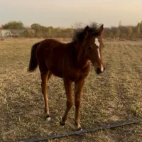 کره عرب یسر ۵ ماهه|اسب و تجهیزات اسب‌سواری|شهریار, اسکمان|دیوار