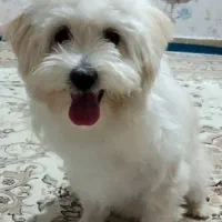 سگ پاکوتاه