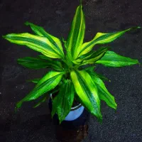 دراسینا بلالی بومی آفریقا