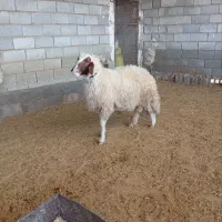 ۳راس شیشک قوچ سنجابی