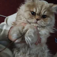 نیازمند یک عدد گربه جهت سرپرستی