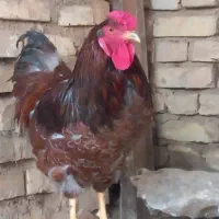 خروس ویاندوت