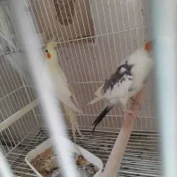شاه طوطی معاوضه با ابزار پمپ باد  پروفیل چوب بر|پرنده|شیراز, شهرک گلستان|دیوار