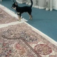 سگ خیلی سایزه ریز