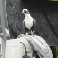 ماده پشت قهوه ای و پشت زرد