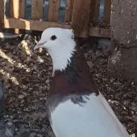 گروه فروش کبوتر لامرد