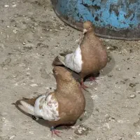 سینه زرد