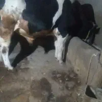 گاو نر گوشتی