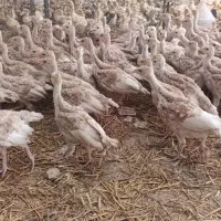 جوجه بوقلمون گوشتی سینه پهن