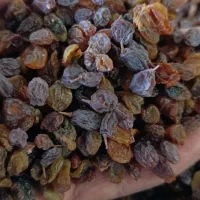 کشمش ابگیری