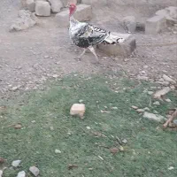 بوقلمون
