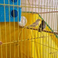 یک جفت فنچ نرگسی.یک جفت فنچ معمولی