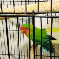 طوطی برزیلی