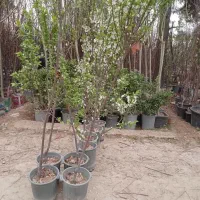 نهال نهالستان درخت گل گرمسیری سردسیری بدون واسطه|خدمات باغبانی و درختکاری|قم, تعویض پلاک|دیوار