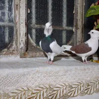 دوکت مهر مهر وطوقی