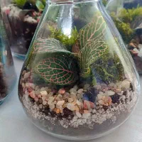 تراریوم گیفت با گل و گیاه طبیعی