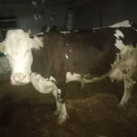 گاو شیری ۲۰ کیلو شیر  ۷۰۰ کیلو وزن
