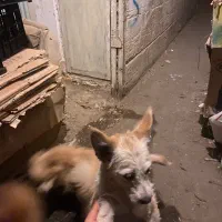 سگ پاکوتاه تریر