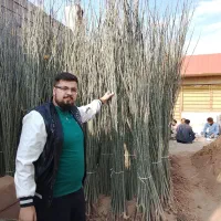 برترین نهال های صنوبر و کبوده