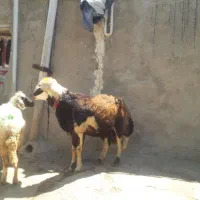 قوچ پلنگی