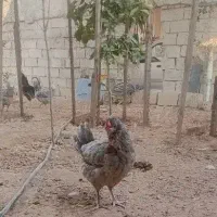لاری|حیوانات مزرعه|اهواز, کارون|دیوار