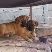 نژاد مادر افغان پدر ژرمن