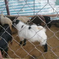 بز نر(ساورین)|حیوانات مزرعه|کرمانشاه, |دیوار