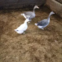 غاز نر و ماده