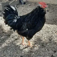 گلین جوجه و مولد|حیوانات مزرعه|سیرجان, |دیوار