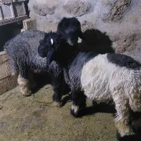 بره داشتی کله زنگی|حیوانات مزرعه|کوهرنگ, |دیوار