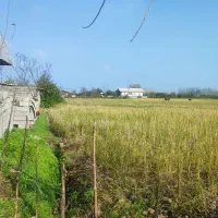 خانه و شالیزار چسب هم /سندتکبرگ منطقه آزاد/۸۳۰۰متر|فروش خانه و ویلا|رشت, گلسار|دیوار