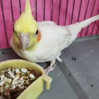 عروس هلندی دستی لوتینو ماده|پرنده|لنجان, |دیوار