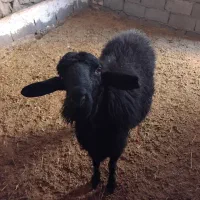 یک عددقوچ قارا|حیوانات مزرعه|نوبران, |دیوار