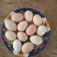تخم مرغ محلی|خوردنی و آشامیدنی|تاکستان, |دیوار