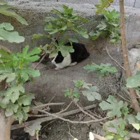 خرگوش ماده