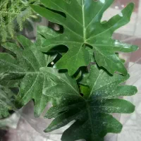 شارژ جدید گلهای گلکده ی ارکیده...|گل و گیاه طبیعی|سنقر, |دیوار