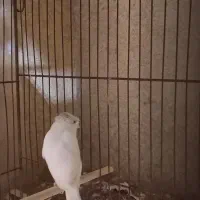 قناری سوپری سفید کاکولی|پرنده|رشت, صفاری|دیوار