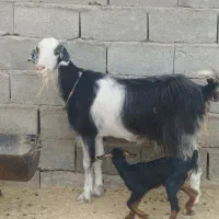 تعدادی بز مری نر و ماده مالداری نسل دار|حیوانات مزرعه|ایرانشهر, |دیوار