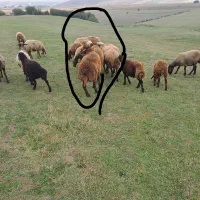 تعدادی گوسفندگوشتی وبره نروگوساله نر  وماده|حیوانات مزرعه|اردبیل, |دیوار