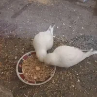 عروس هلندی جفتی ۲۵۰۰۰۰۰ با قفس|پرنده|پردیس, فاز ۱۱|دیوار