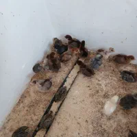 جوجه  مرغ ۲۰ روزه