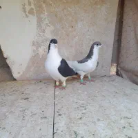 دوجفت چپ سالم|پرنده|سبزوار, قصبه شرقی|دیوار