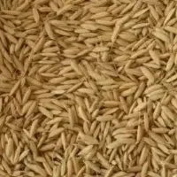 چلتوک برنج علی کاظمی