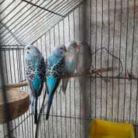 مرغ عشق جوان نروماده