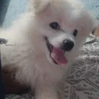 سگ باهوش اشپیز بامرین|سگ|بندرعباس, |دیوار