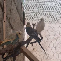 مرغ عشق انگلیسی و پروانه ای