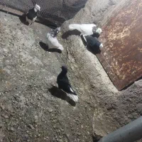 فروش چندعدد رنگی|پرنده|بم, |دیوار