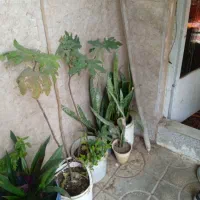 کل گیاه و درخت هفت رنگ شبدی